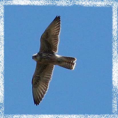 Saker falcon, Ителгі, Балобан (Falco cherrug)